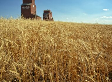 Two wooden grain elevators standing behind a ripe wheat field under a clear blue sky