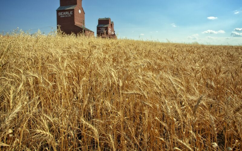 Two wooden grain elevators standing behind a ripe wheat field under a clear blue sky