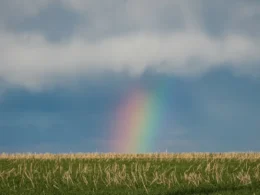 A rainbow in the sky over a field of grass
