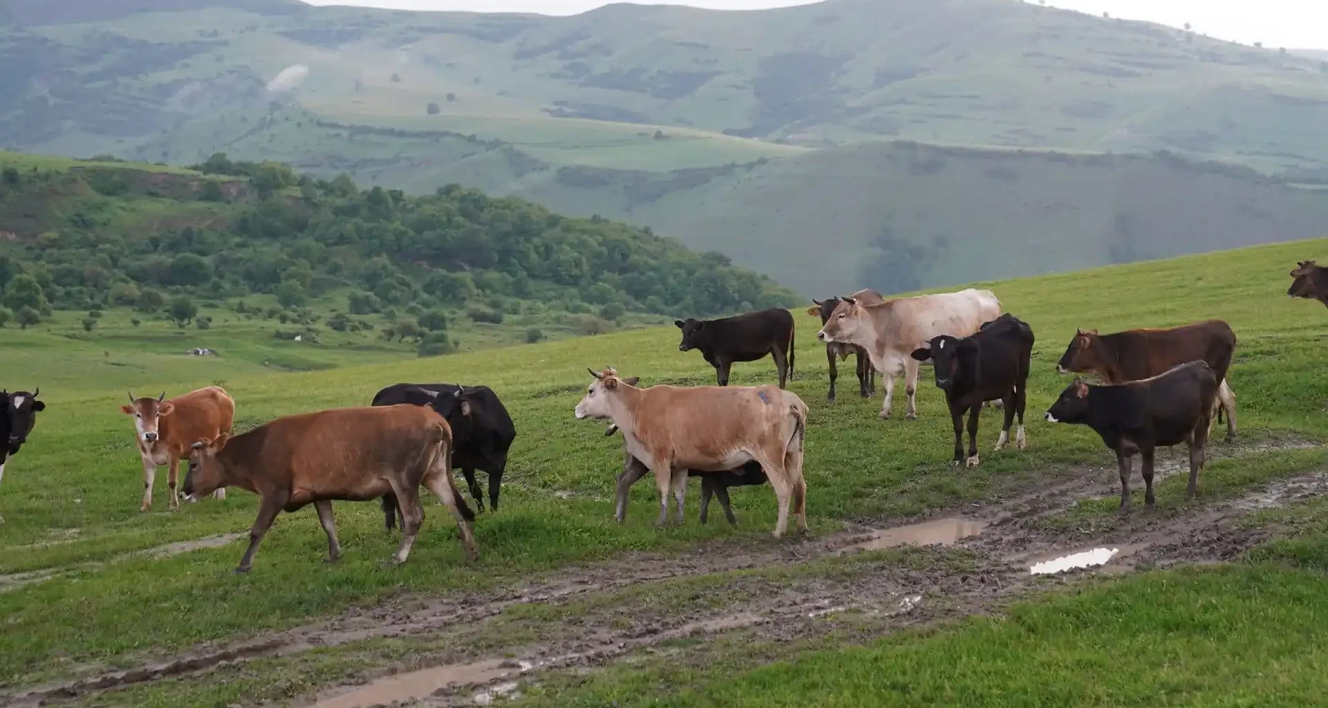 Mixed herd of cattle grazing a green hillside pasture with a muddy track and mountains behind