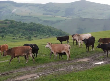 Mixed herd of cattle grazing a green hillside pasture with a muddy track and mountains behind