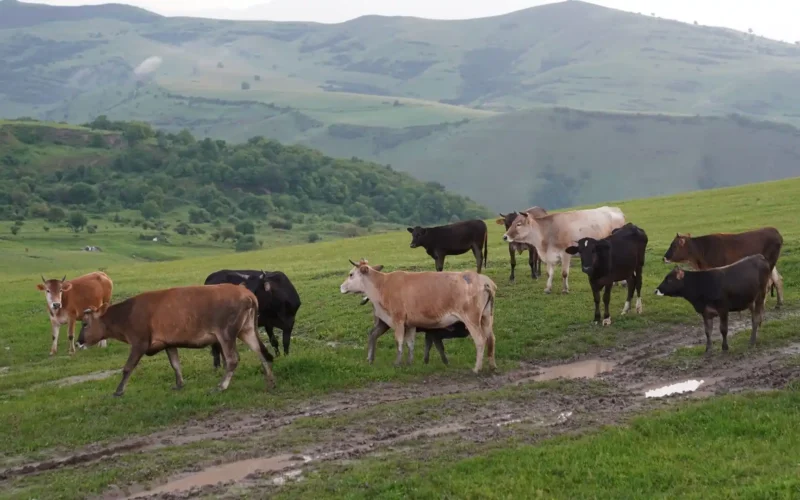 Mixed herd of cattle grazing a green hillside pasture with a muddy track and mountains behind