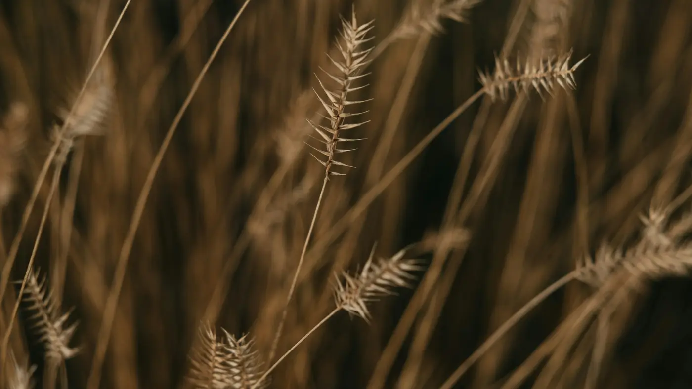 Close-up of ripe wheat heads, a nod to the farm data behind Amii AI adoption program projects