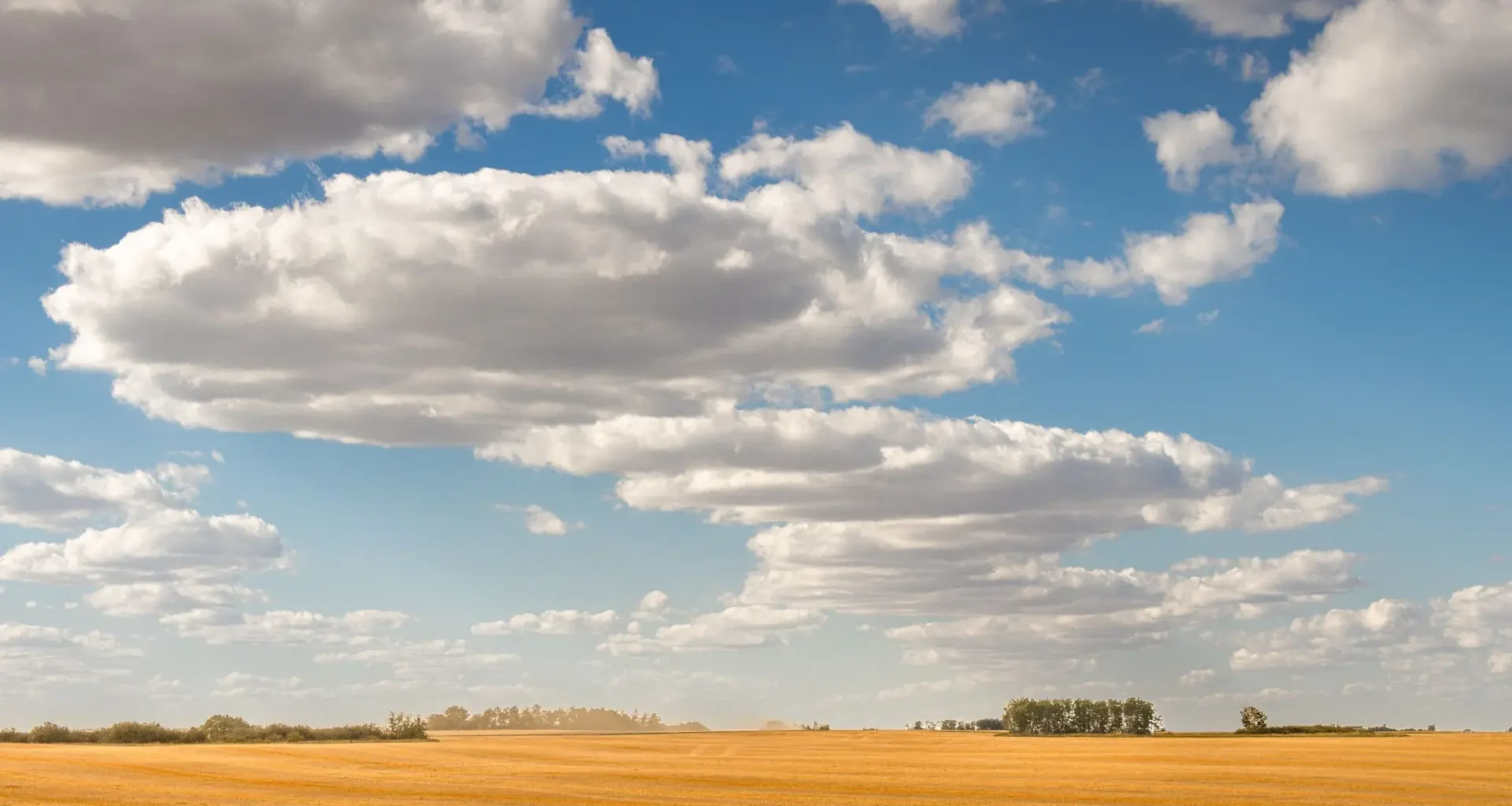 Golden wheat field under a cloudy Saskatchewan sky, where the Amii AI adoption program is expanding