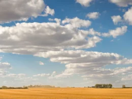 Golden wheat field under a cloudy Saskatchewan sky, where the Amii AI adoption program is expanding