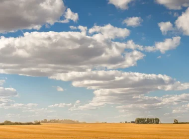 Golden wheat field under a cloudy Saskatchewan sky, where the Amii AI adoption program is expanding
