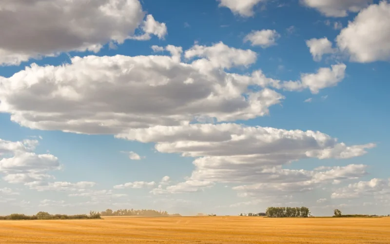 Golden wheat field under a cloudy Saskatchewan sky, where the Amii AI adoption program is expanding